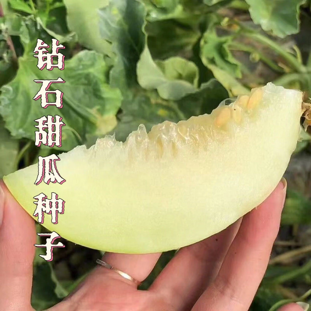 天禧冰糖钻石甜宝甜瓜种子早熟香甜可口甜脆日本甜宝香瓜种籽高产