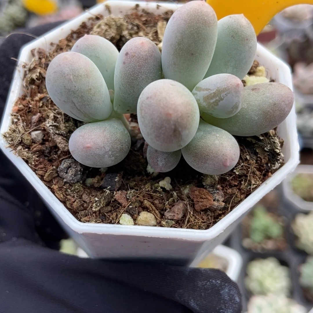 566米可奶多肉植物