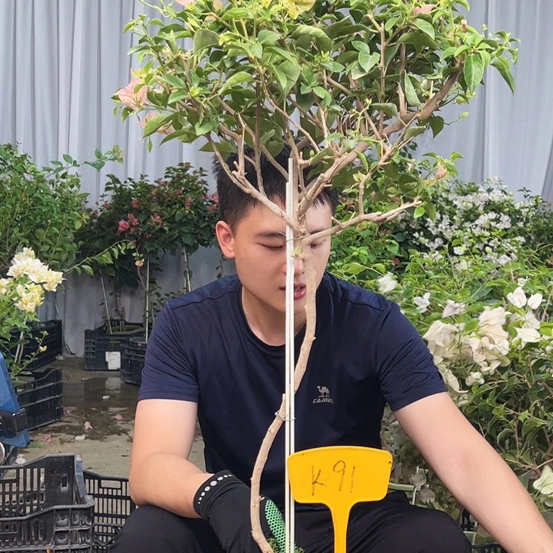 用***8大部分花苞少量开放K91卡亚塔