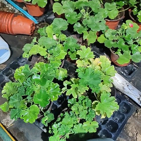 无花朵满月，星系，砂金石，大人