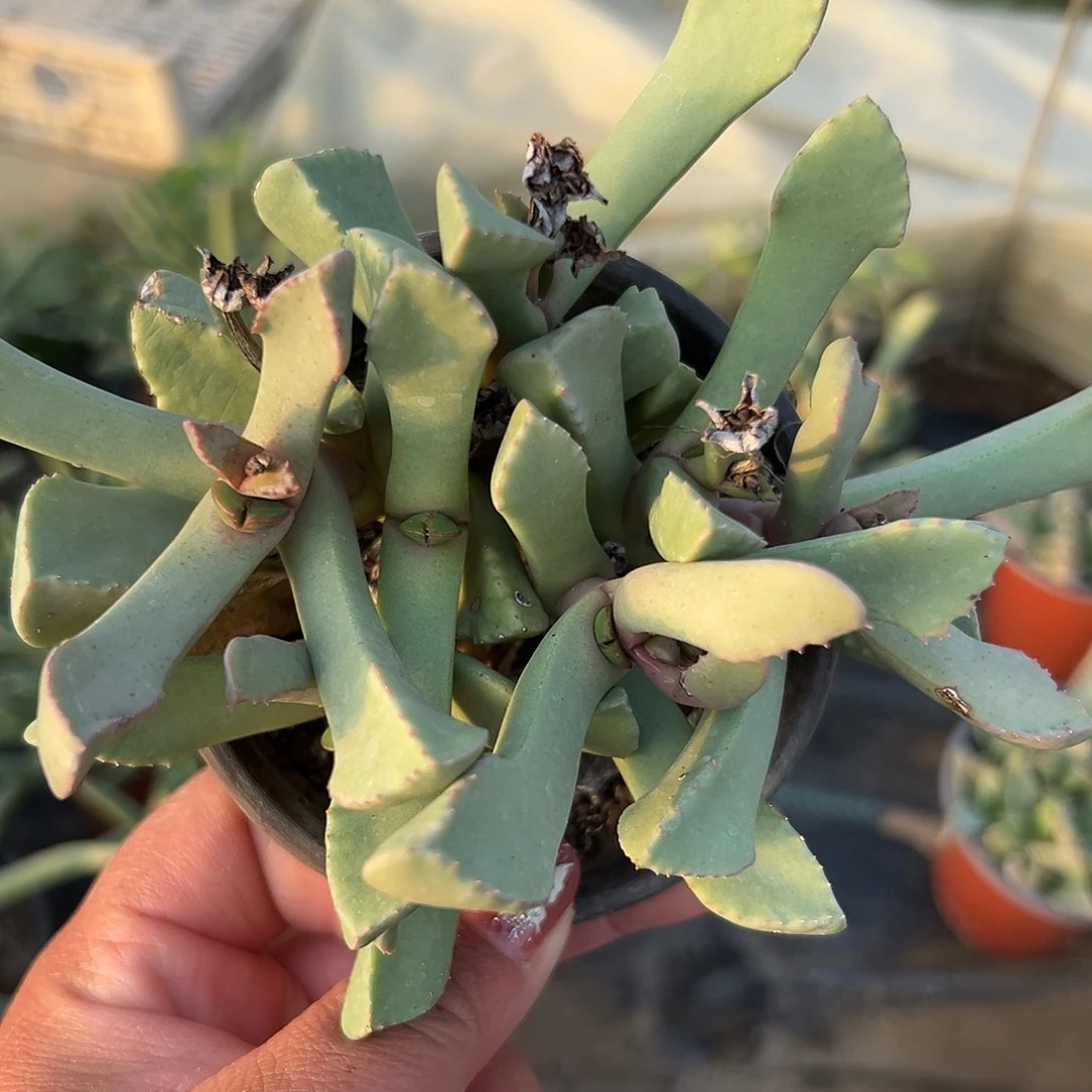 多肉植物锯齿枝干