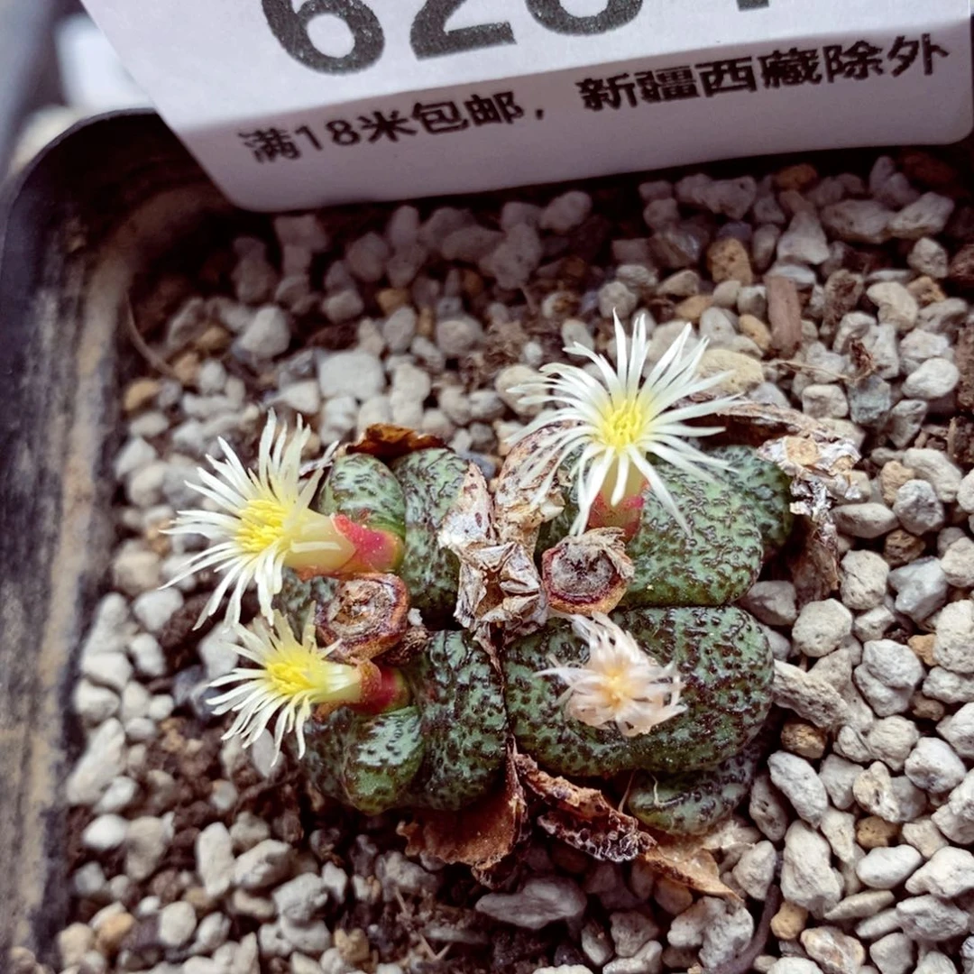 6284。