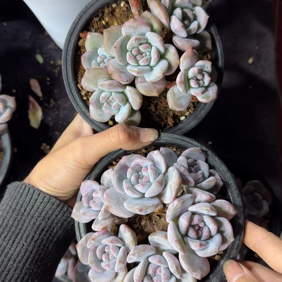 小***滴两颗一起一物一拍星影