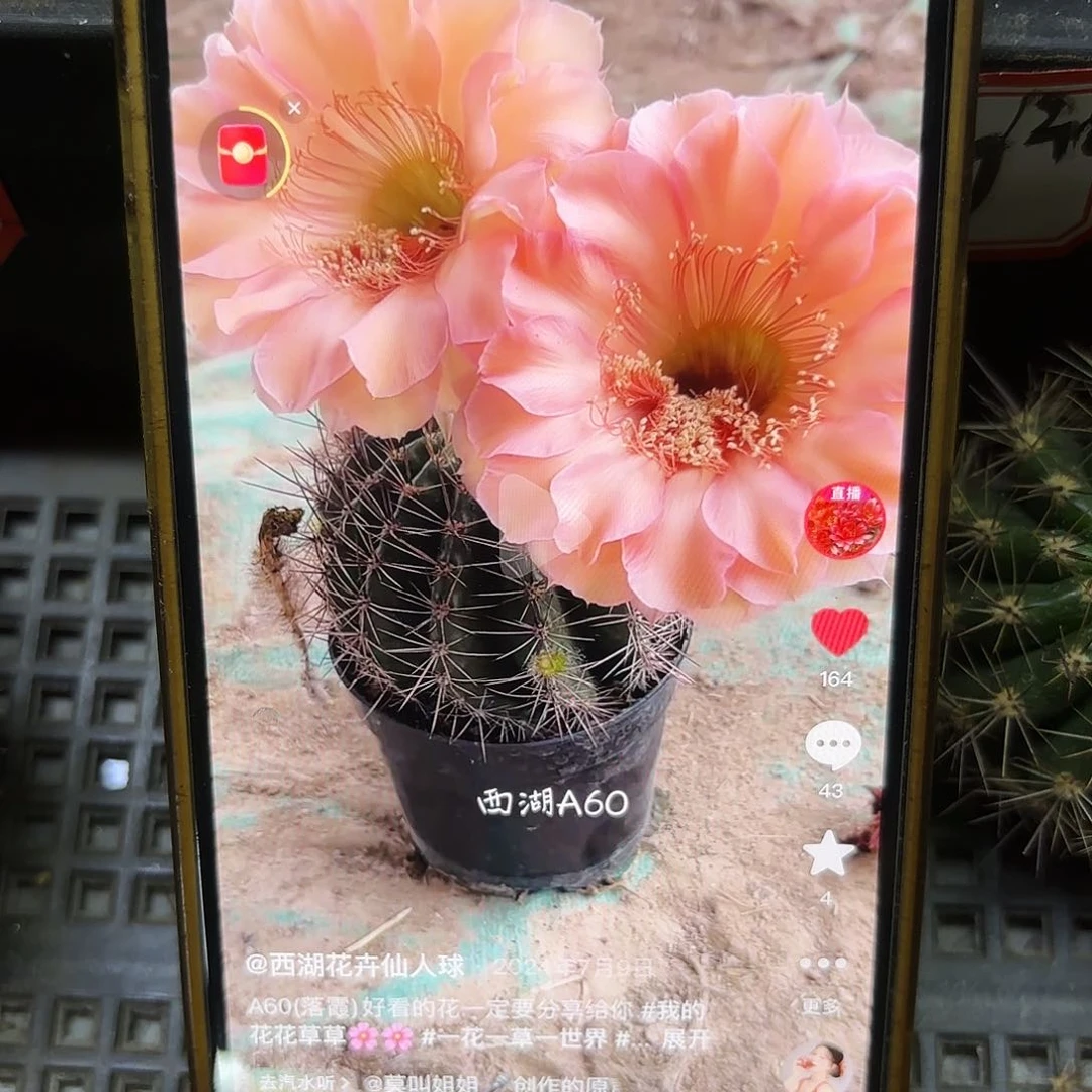 A60彩侧牙20包邮45