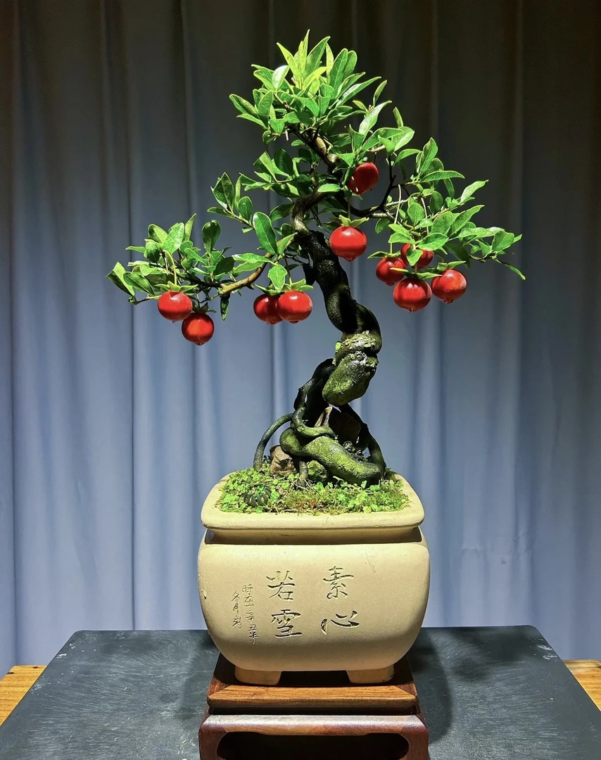 金弹子盆栽盆景一物一拍