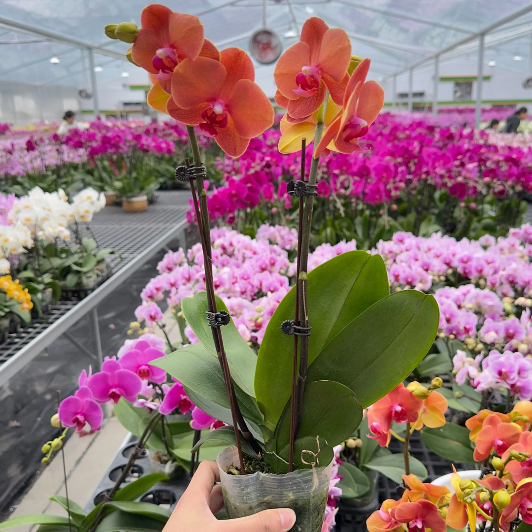 【金桔】蝴蝶兰 中大花 好看耐养 送人送礼 基地直发