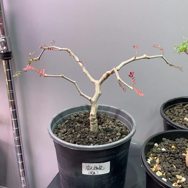 野****滔天橄榄没药实生