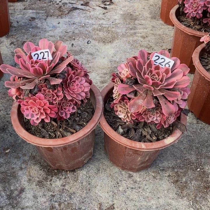 随**安美杜莎多肉植物226.227