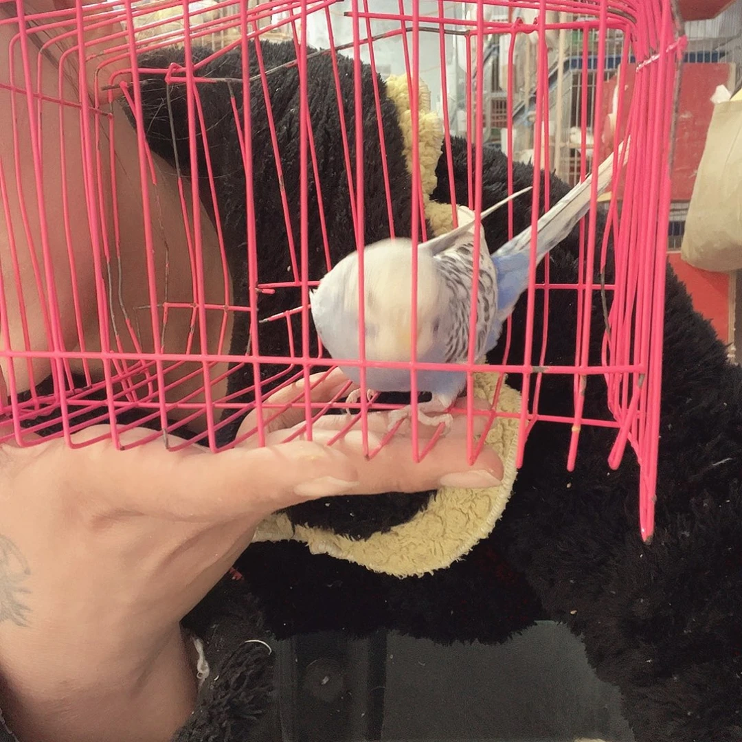 虎皮鹦鹉我的小姐姐