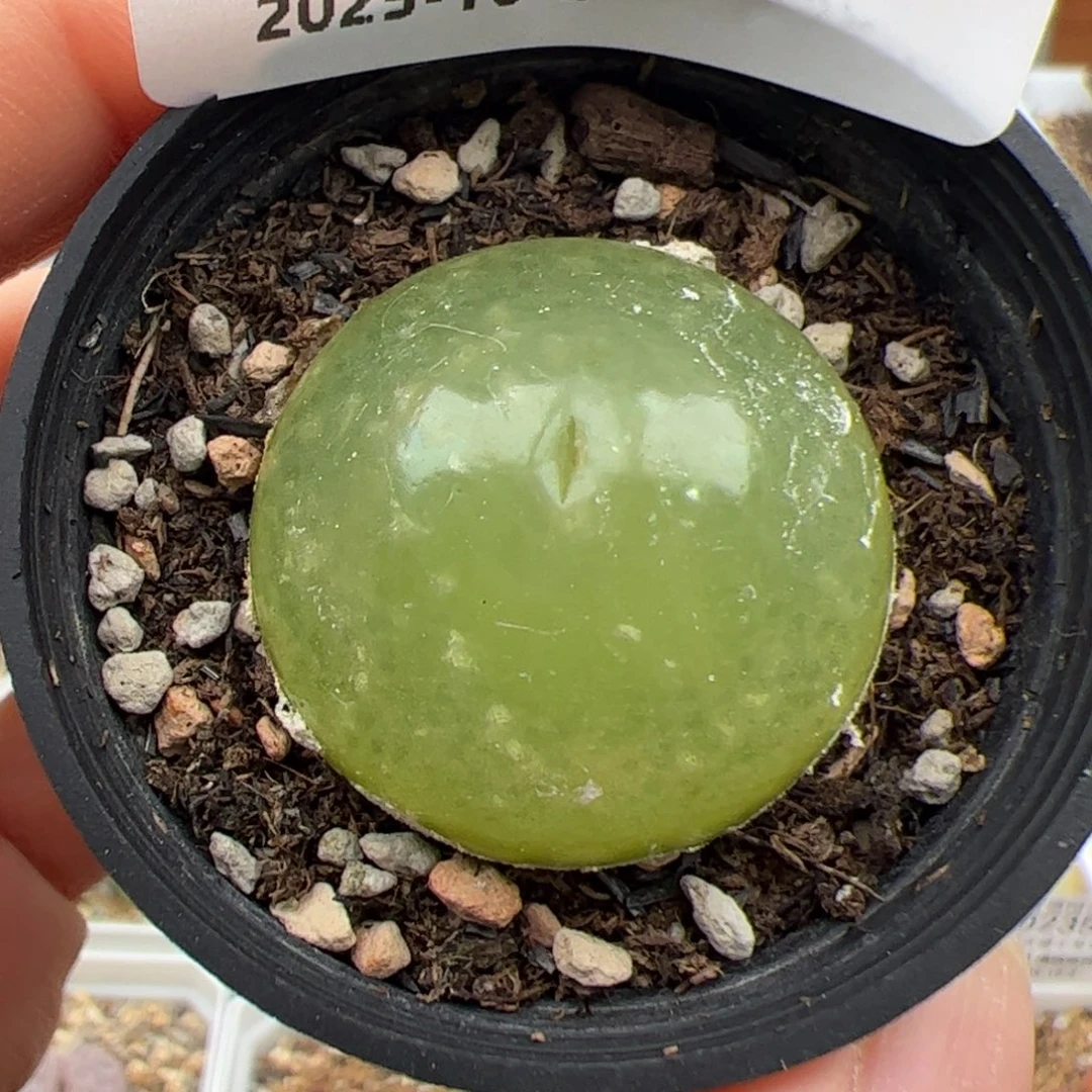 0250号 灯泡 多肉植物