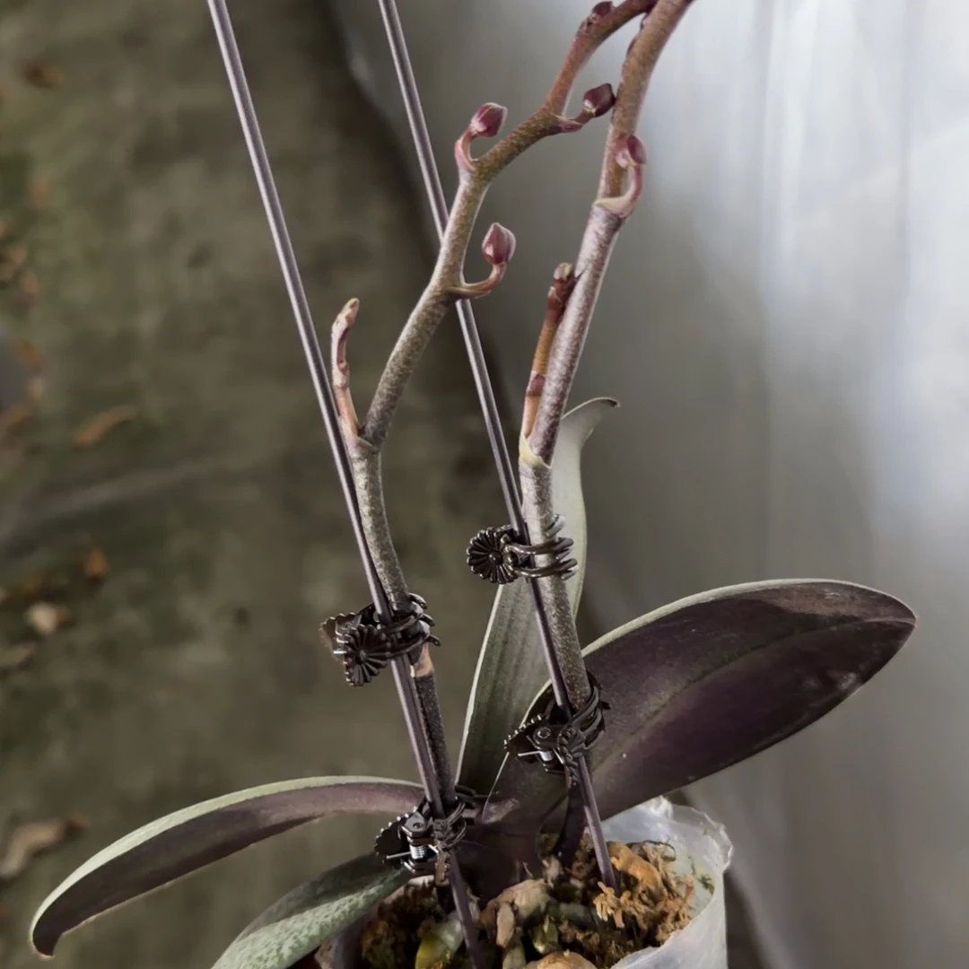 无花朵槟榔西施双梗