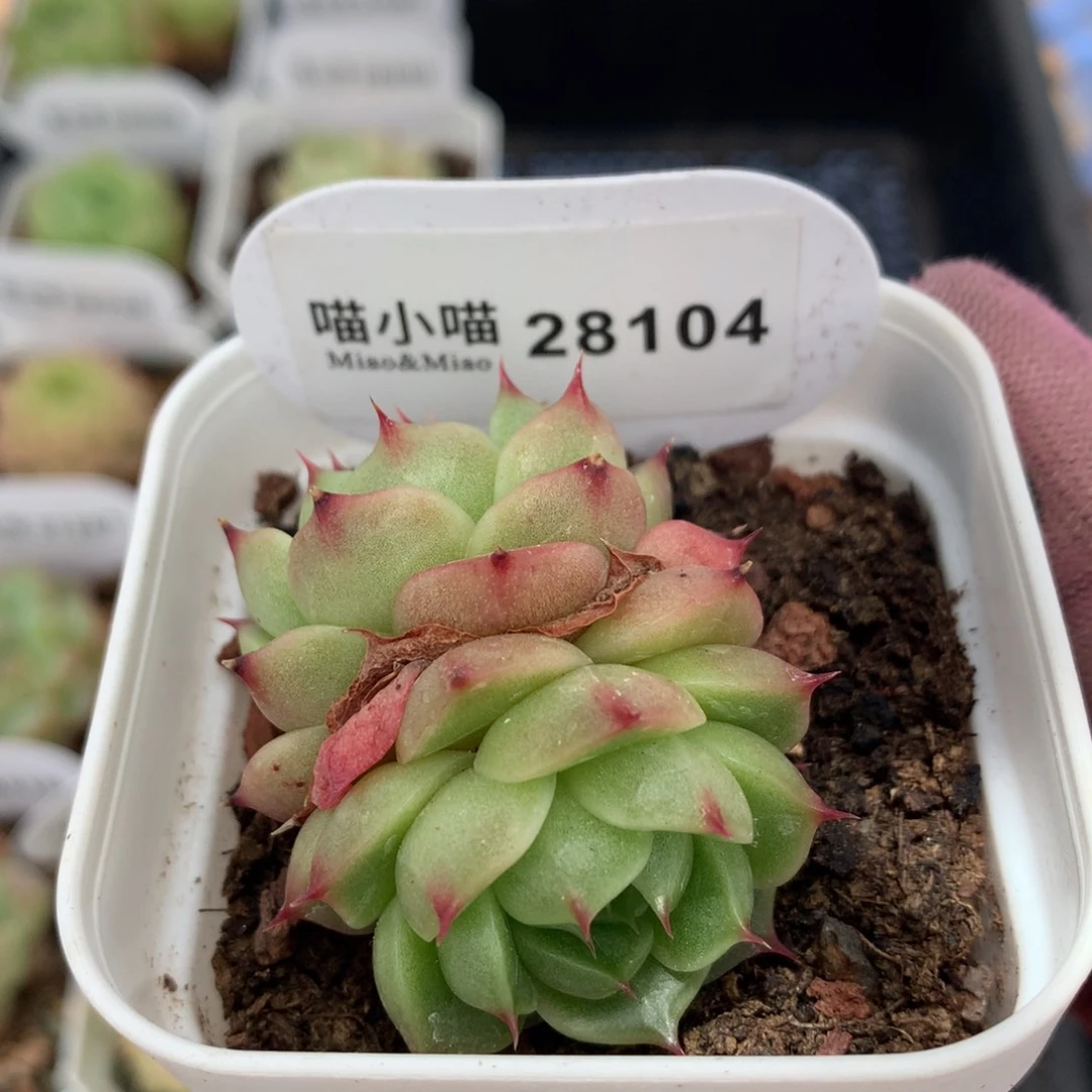 多肉植物麦秆珍妮