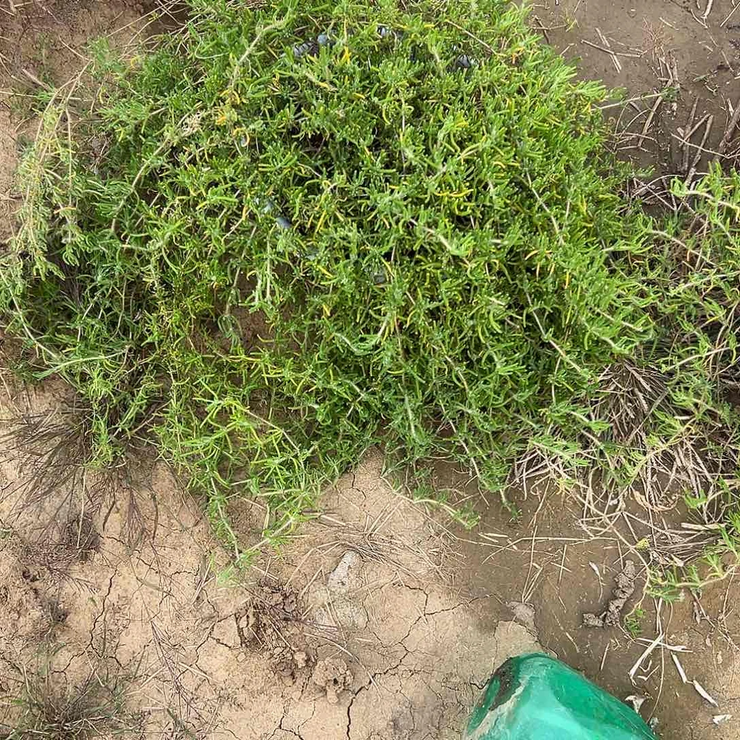 浪***）多肉植物多肉植物