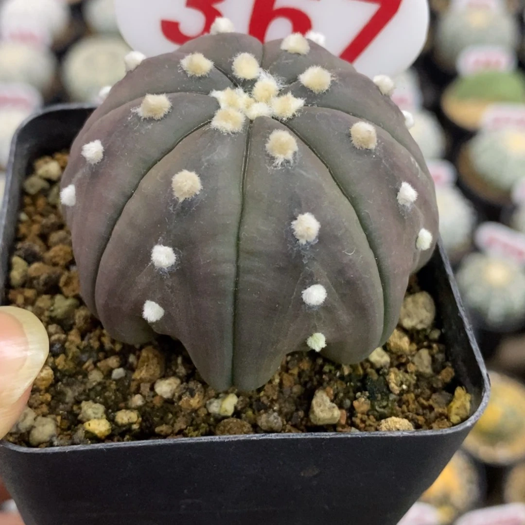 367紫皮高脚琉璃指纹海星兜