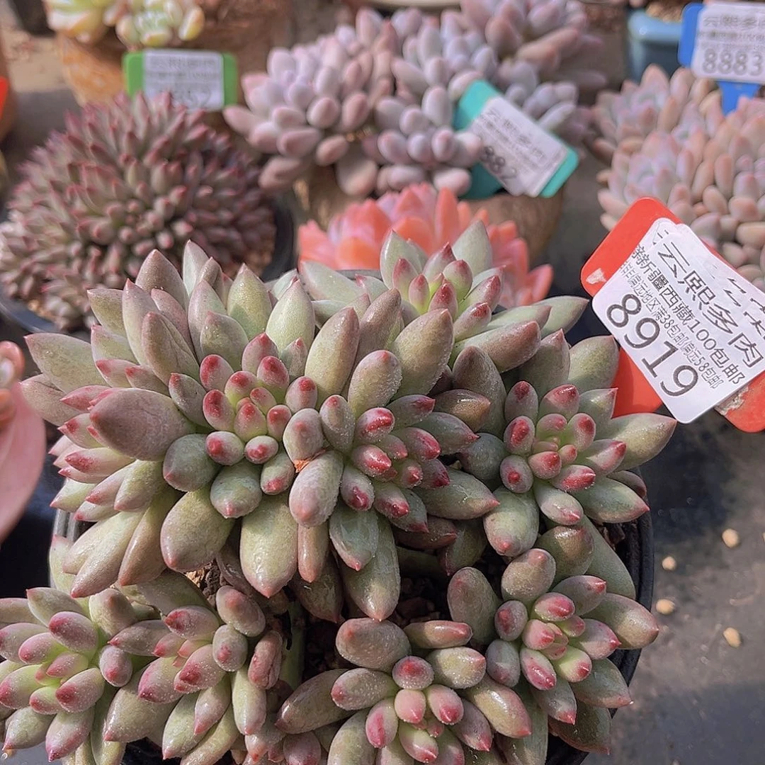 8919岩字美人多肉植物