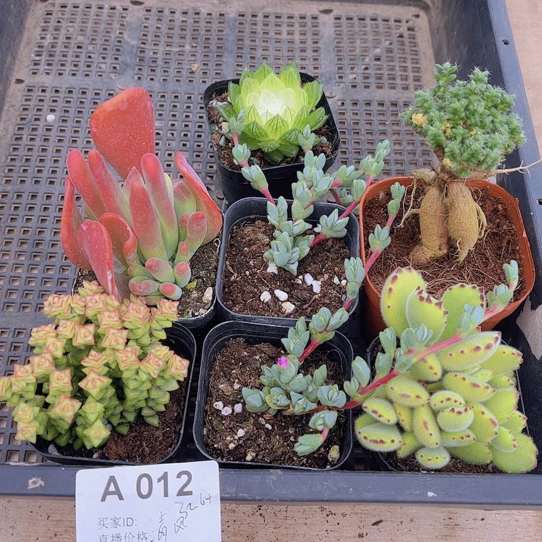 多肉012多肉植物