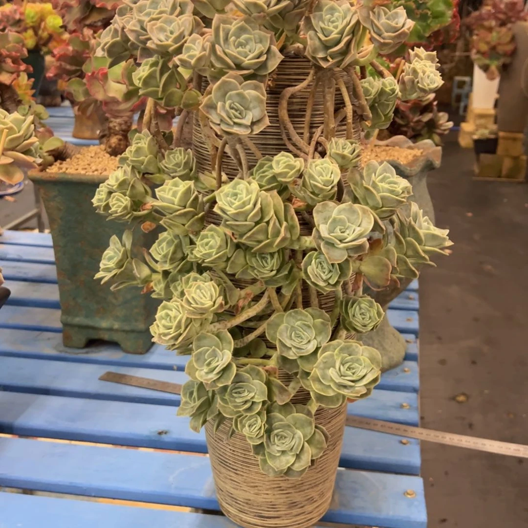 冉*可爱玫瑰带盆物流自理