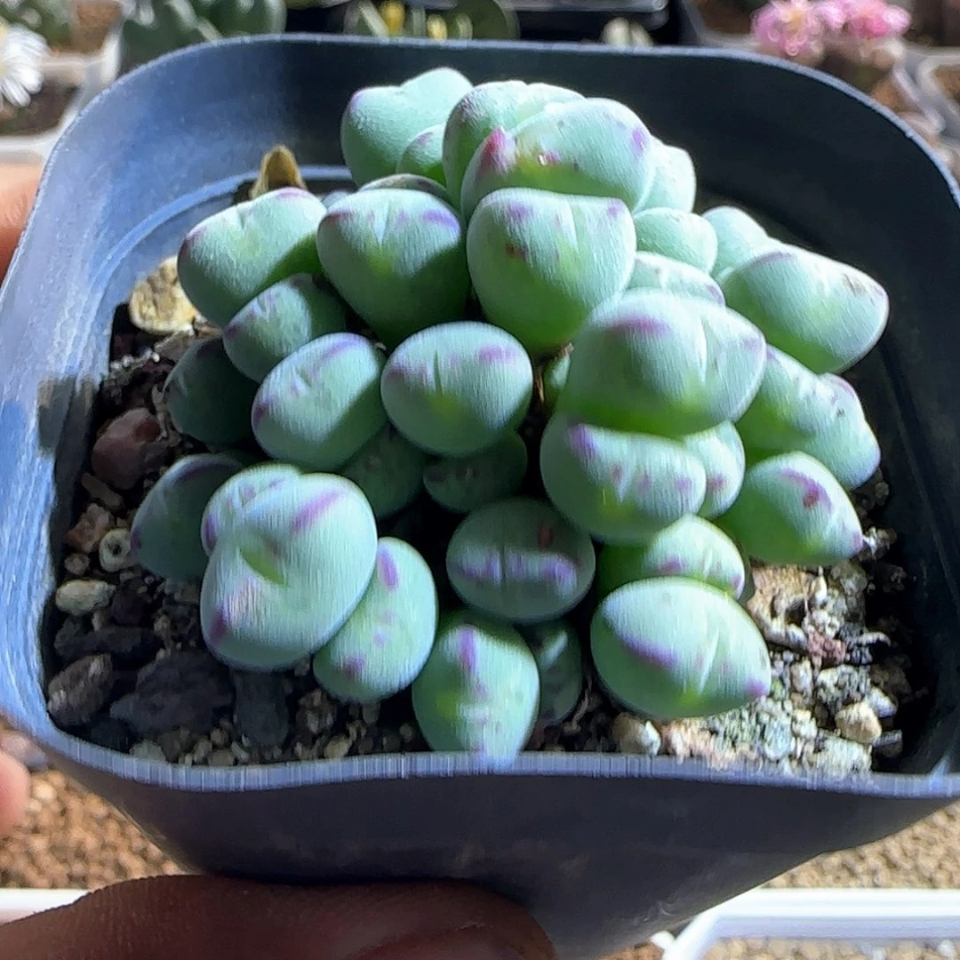 哈哈哈哈哈哈哈哈54796