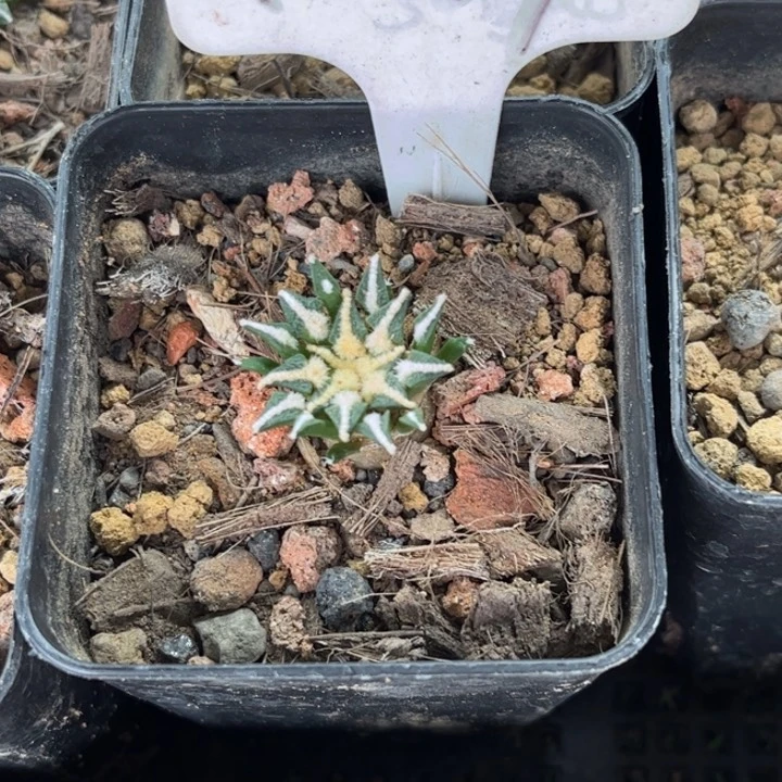 无花朵吟*1037实生黑牡丹好养