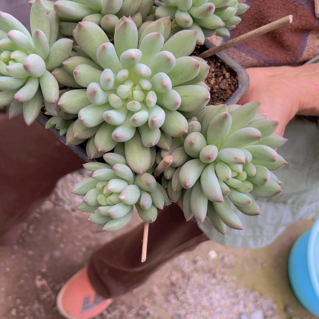黄*白岩字多肉植物