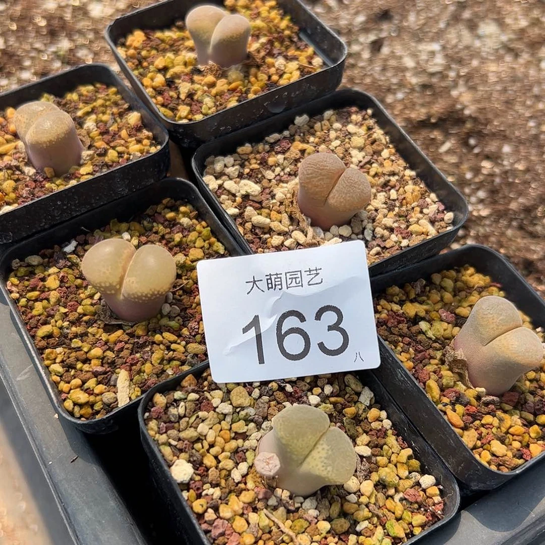 量拍以下1颗母本大风铃脱土发163