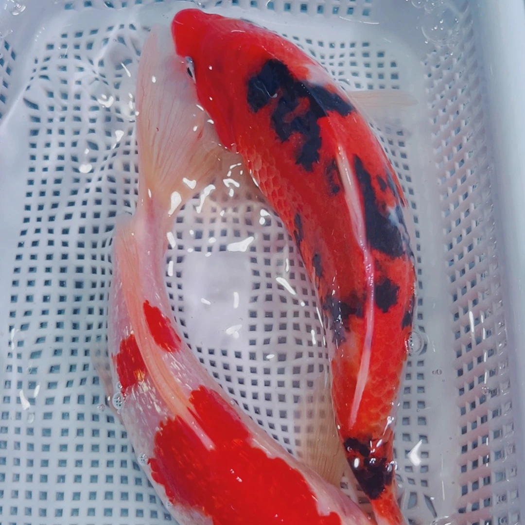 海水鱼锦鲤冷水鱼107