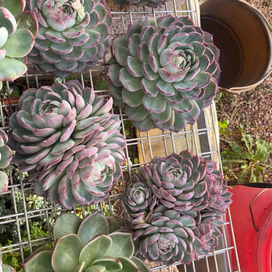 好姑娘多肉园艺，6颗