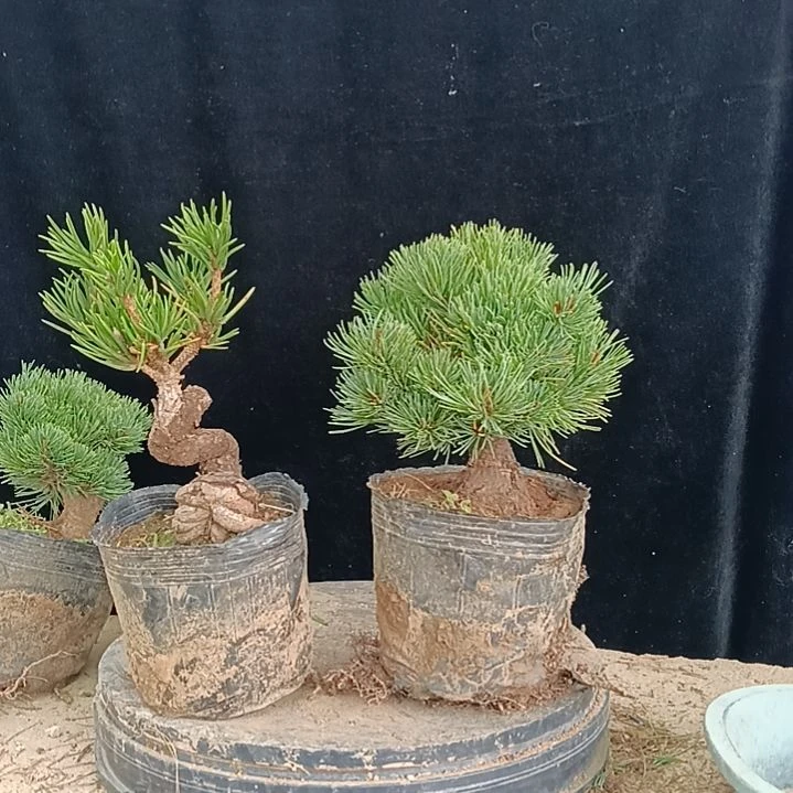 贵品大板松那须娘实物