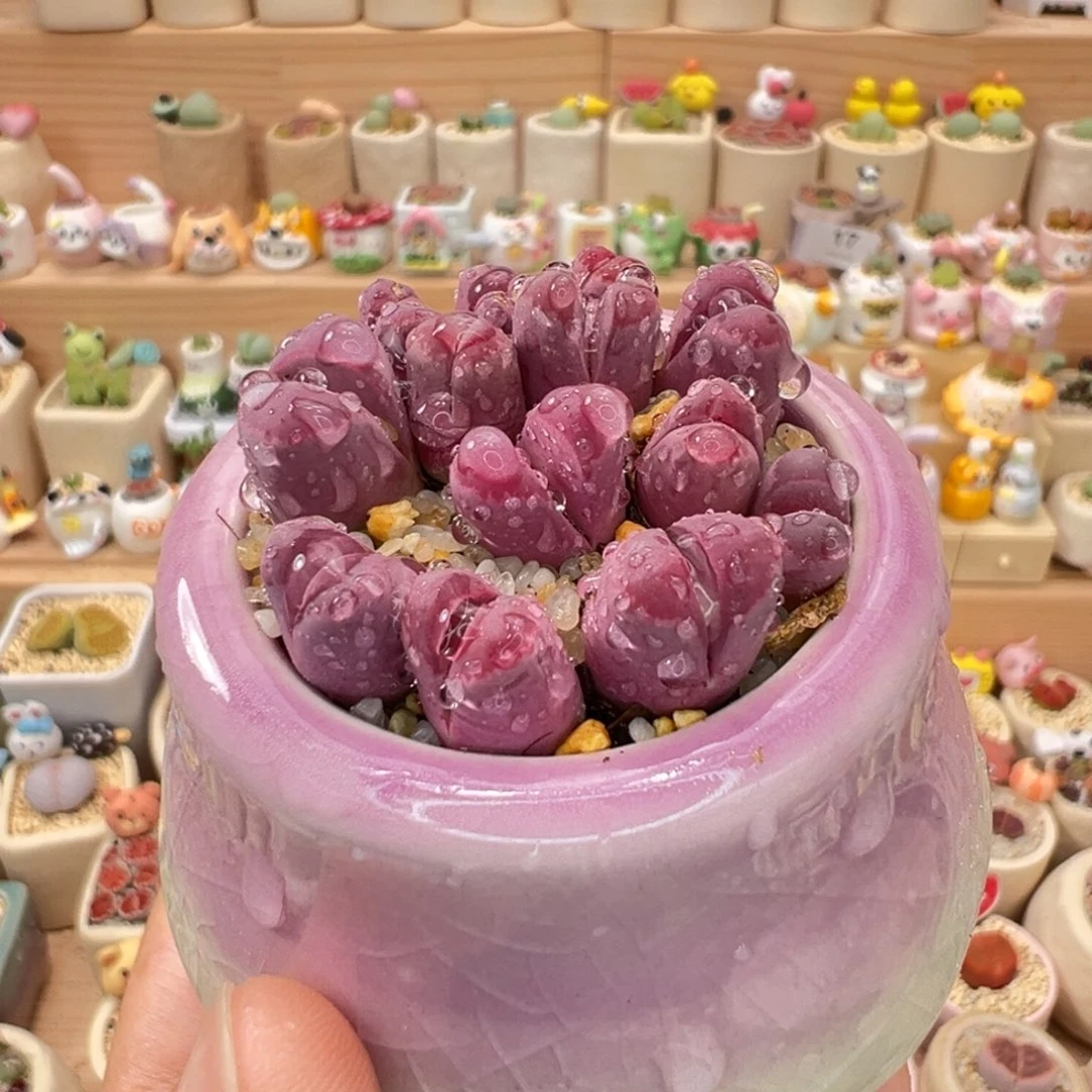多肉植物27号红大内