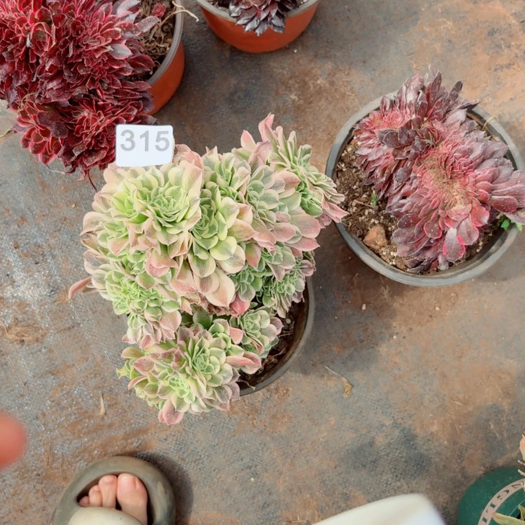 组合315 号多肉清棚不支持退货