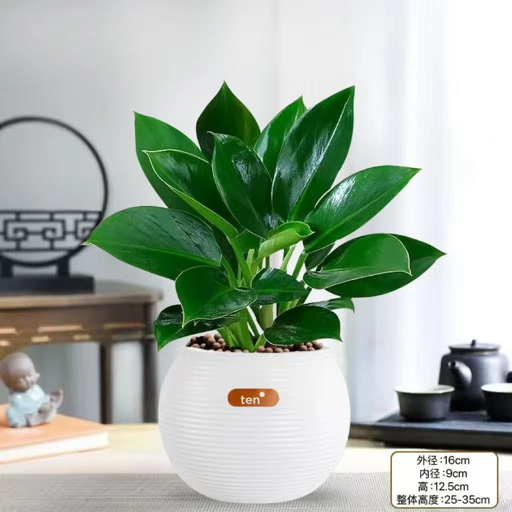 精品金钻绿公主盆栽四季常青绿植室内花卉净化空气好养植物除甲醛