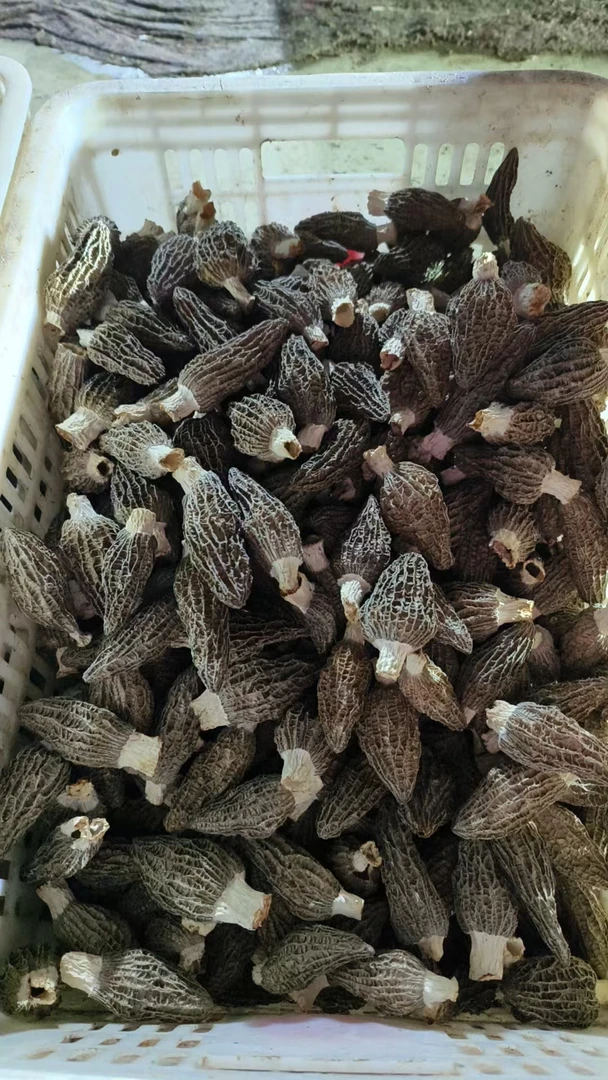 2025羊肚菌干货（5-9公分）原产地直发250克