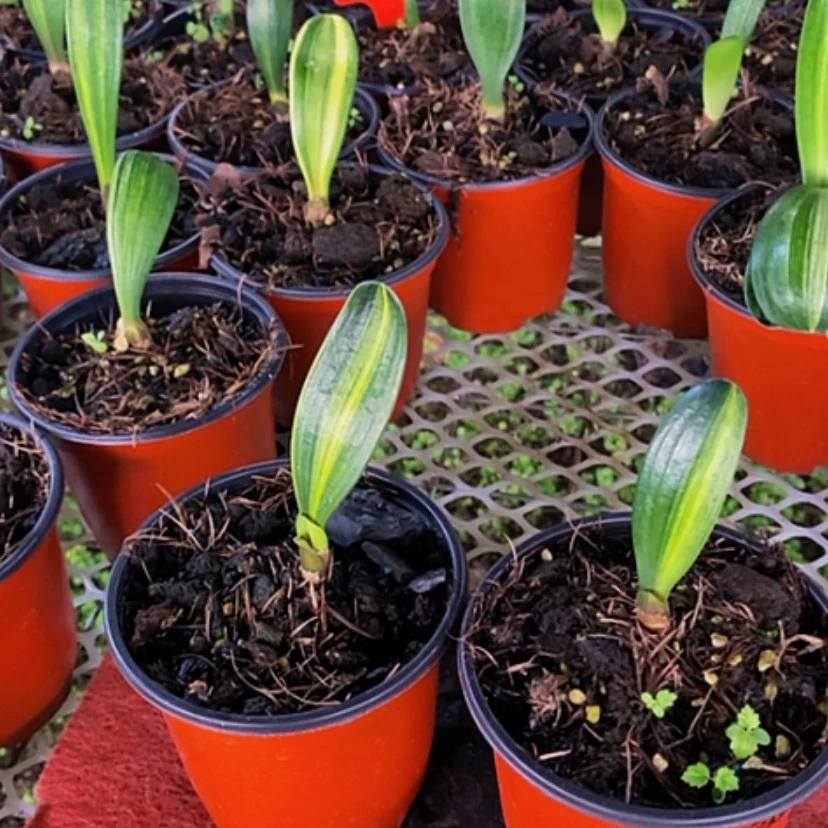 【闪购商品】无花朵独*兽君子兰