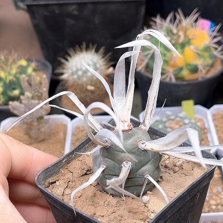 无花朵新品直刺武藏野母球