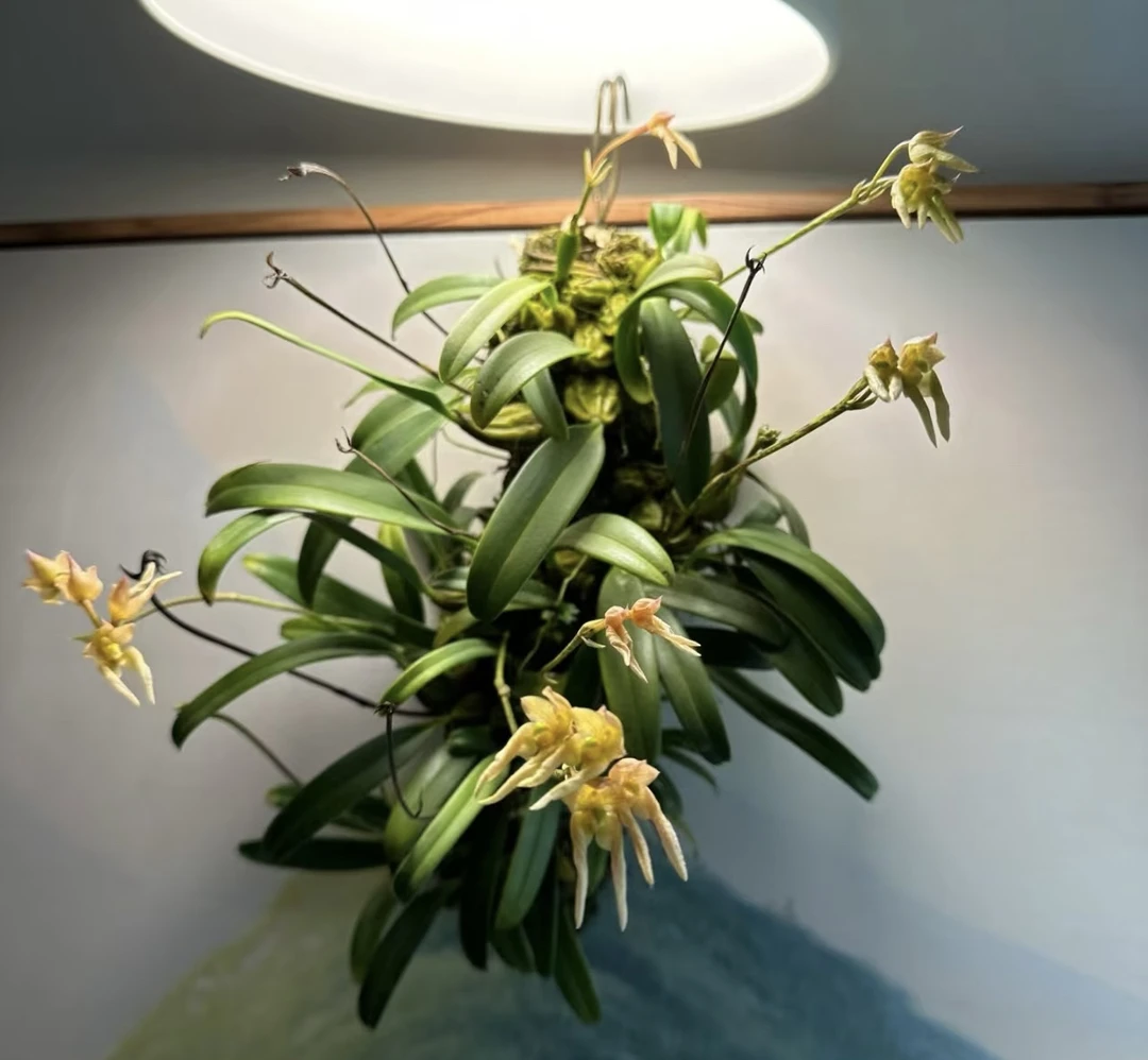 精品寄生附生植物石斛  一物一拍  私拍随机发货