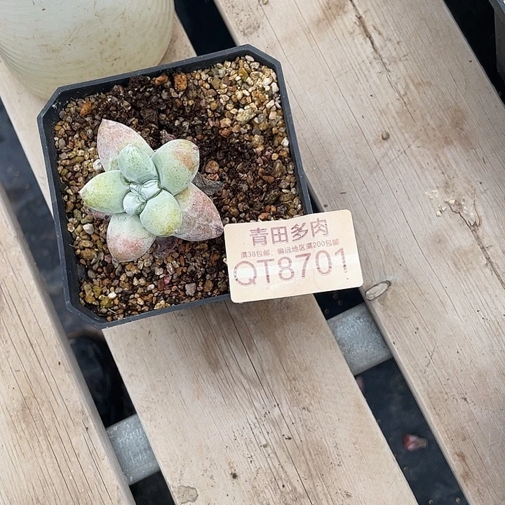 野拇指小鹿多肉一物一拍