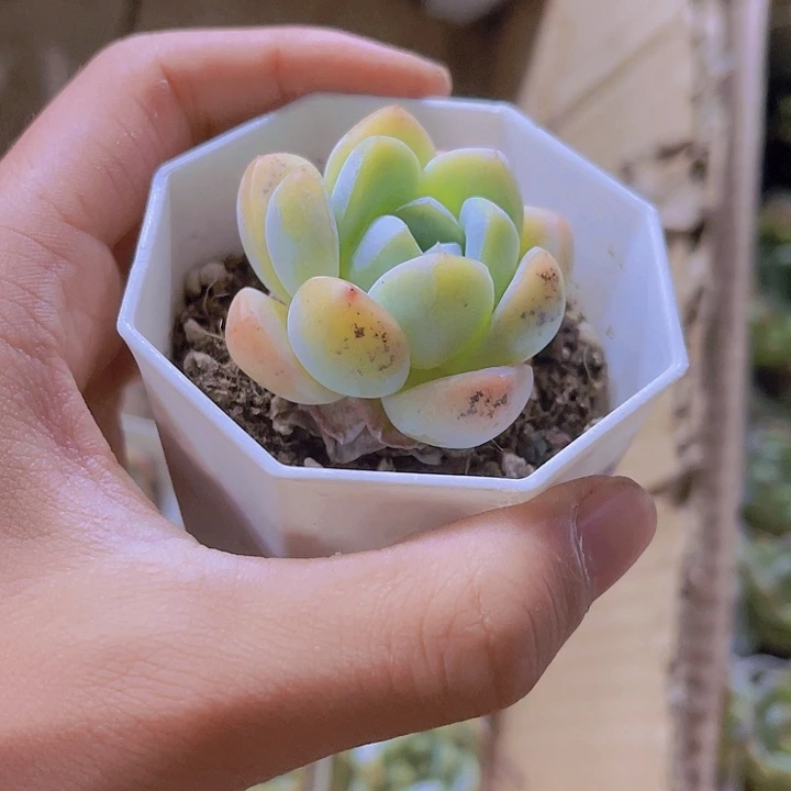 精品玉蝴蝶带盆土发