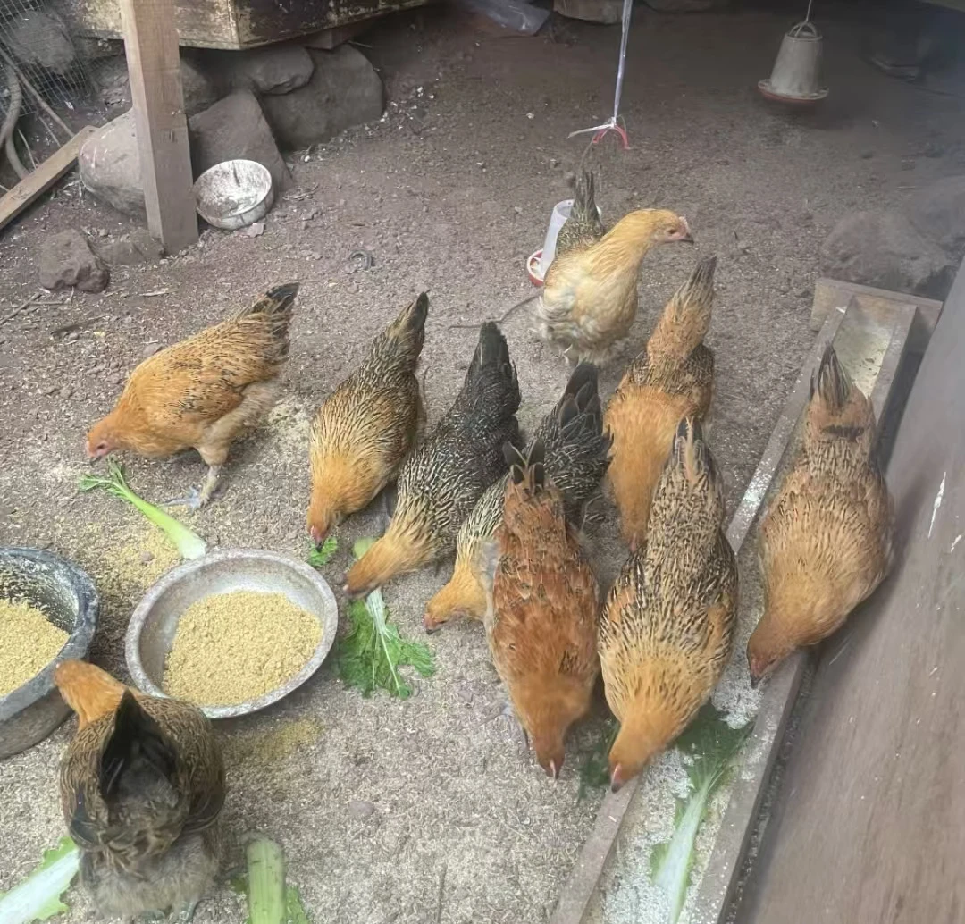 【土几】饲料谷物健康营养均衡饲料好喂养