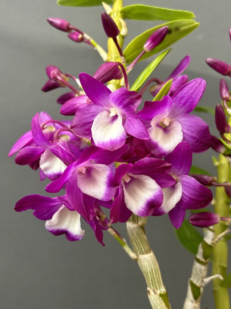 火焰 春石斛  带花苞 爆花量大 盆栽