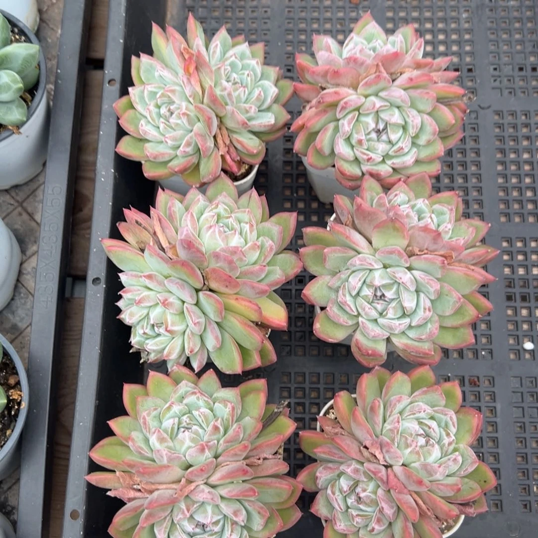 8616拍一发二肉肉肉肉肉