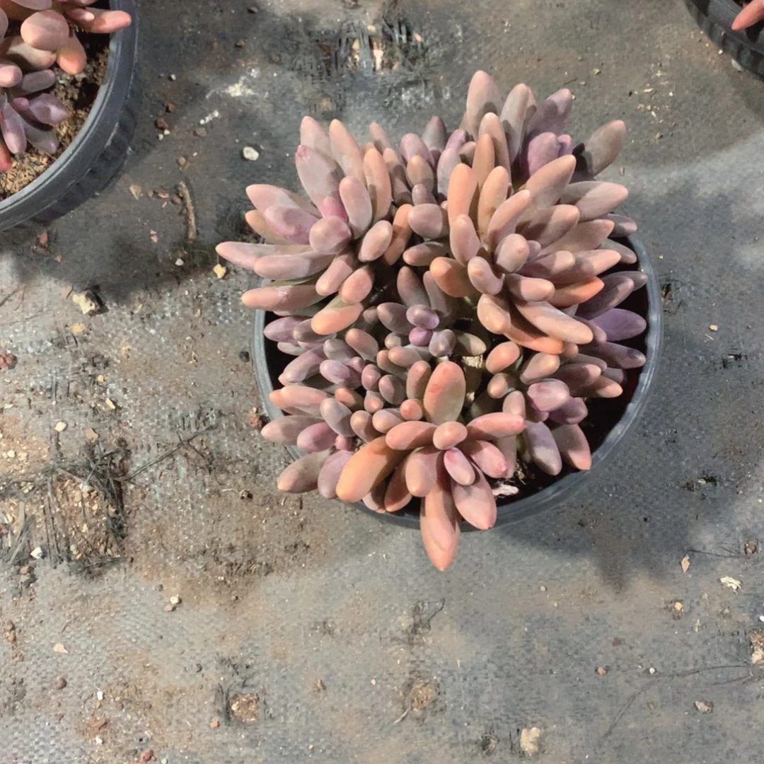 多肉植物糖果美人50