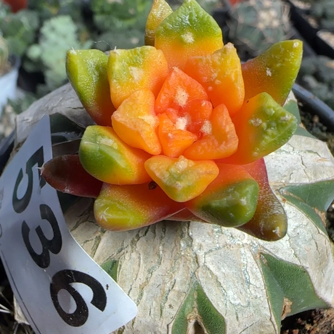 【闪购商品】姬牡丹锦536