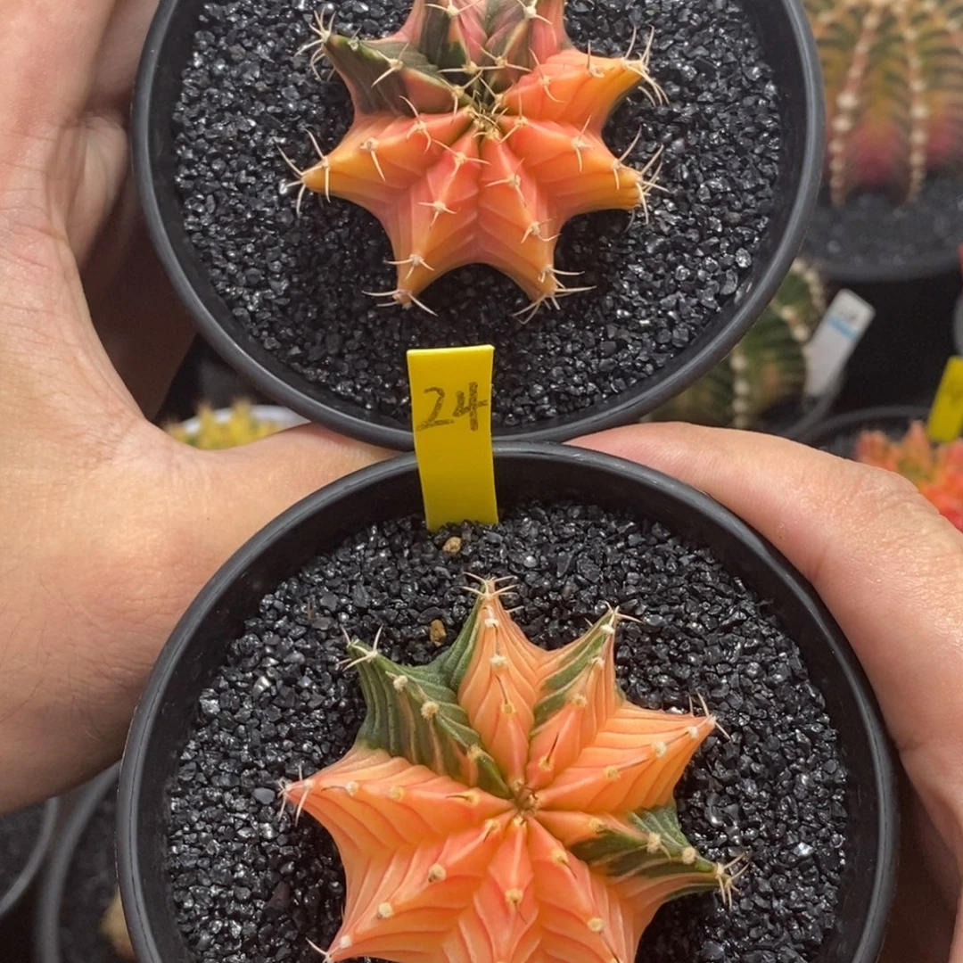 泰系肋骨锦—带盆土发货7