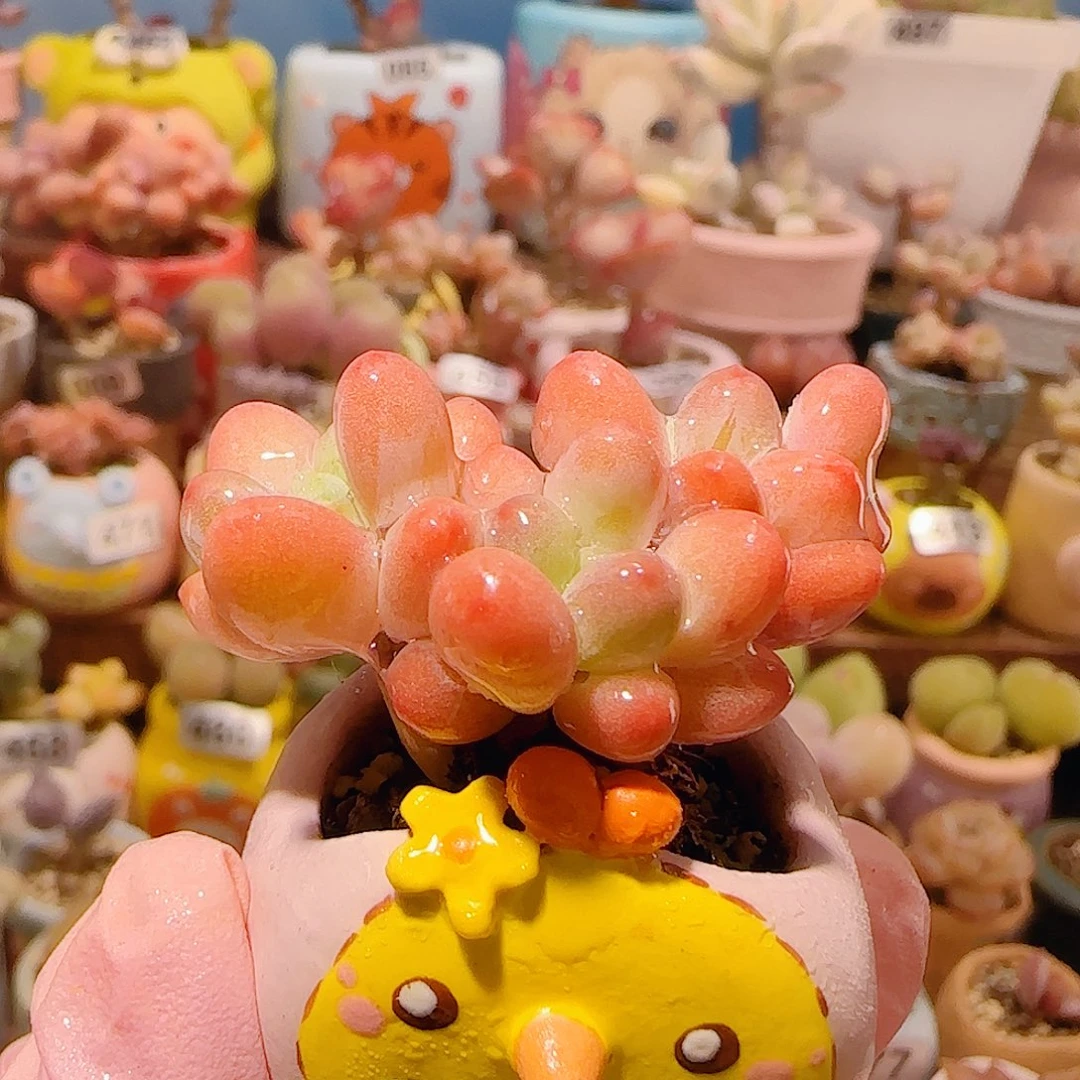 T樱花奶盆口2.5cm