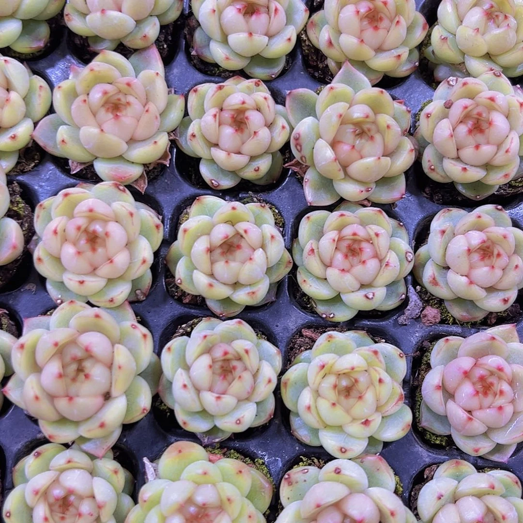 正版来啦珍妮穴盘19包邮