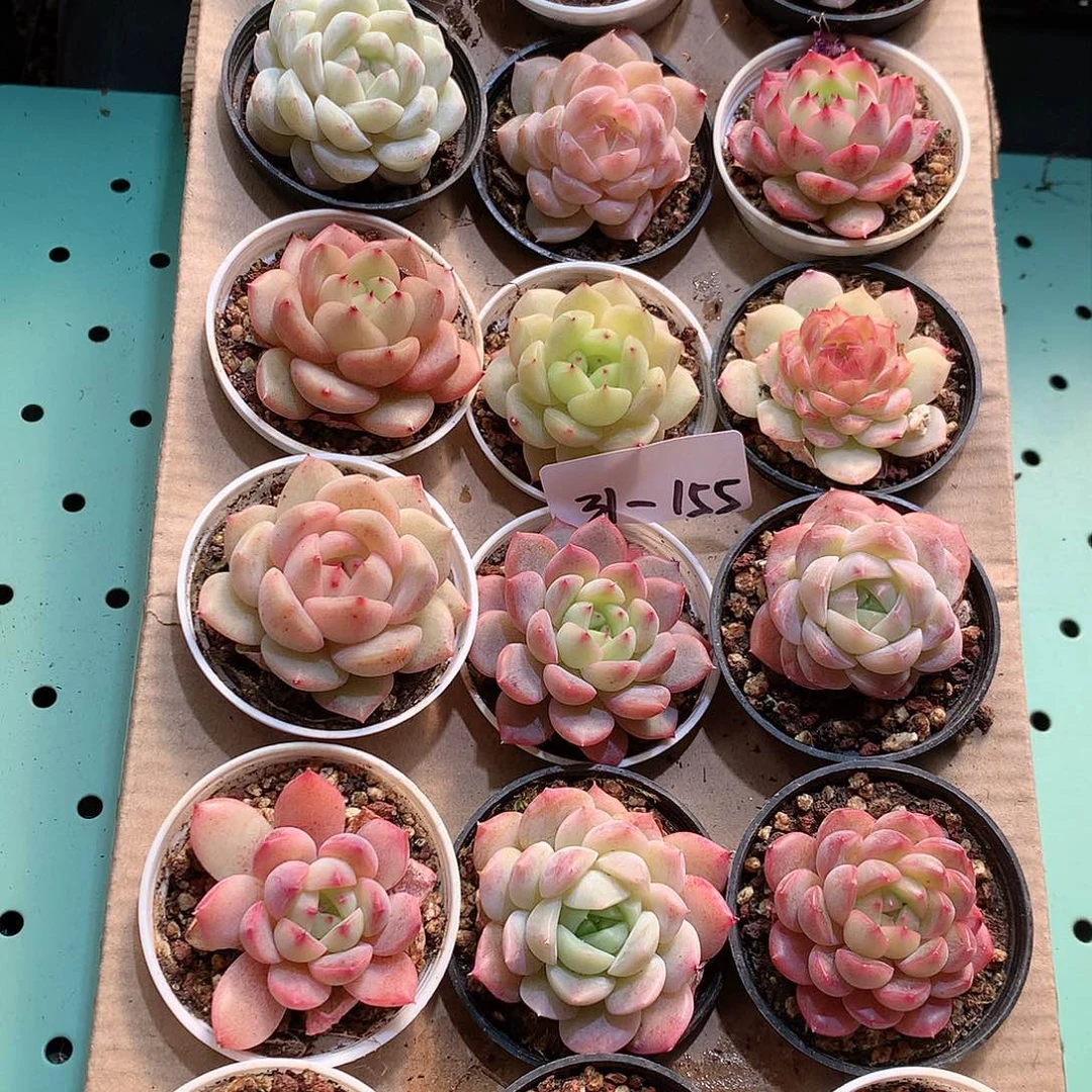 31-155一物一拍带盆18颗