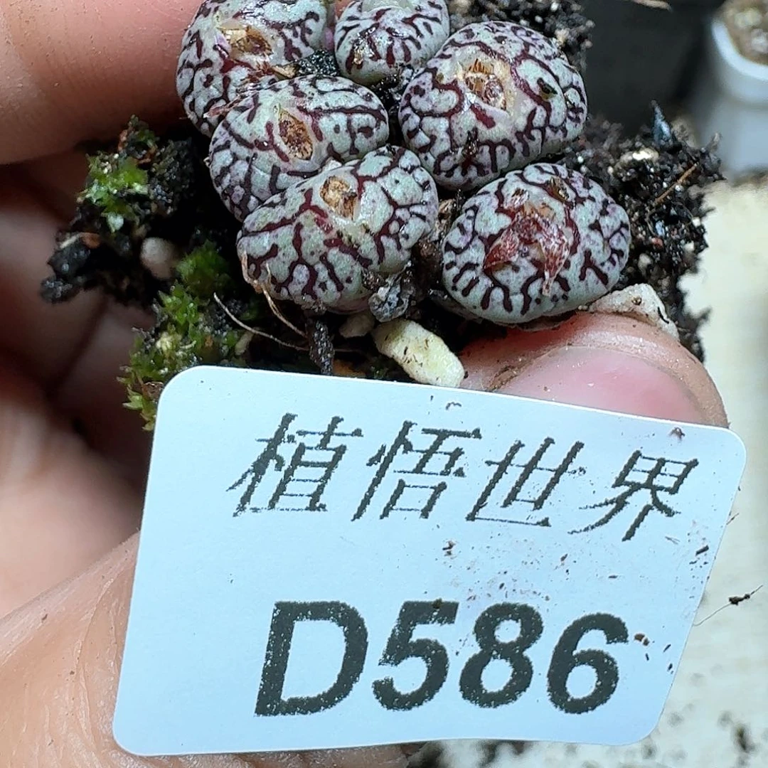 586盒多肉植物哇f f