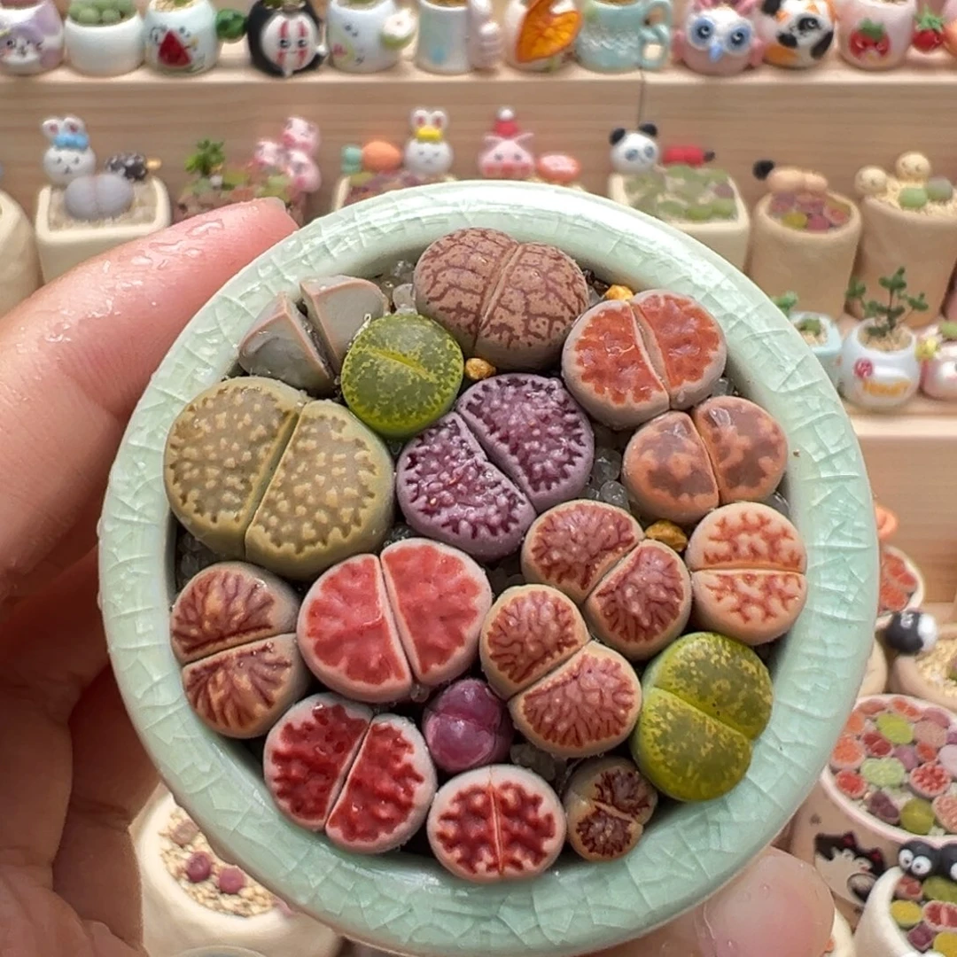 多肉植物53号彩色