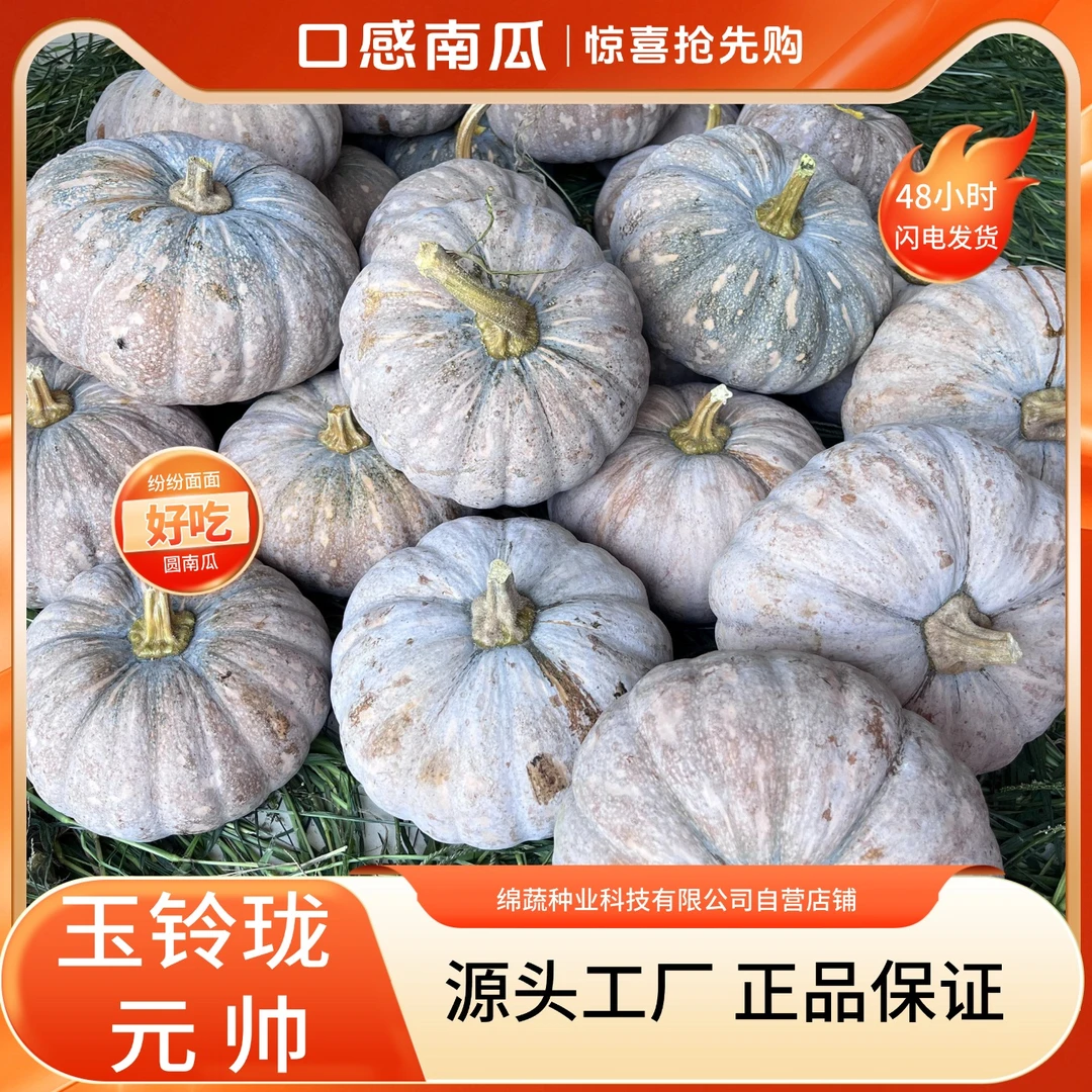 绵蔬圆帅圆盘南瓜又甜又面口感非常好，产量高，坐果强，抗病
