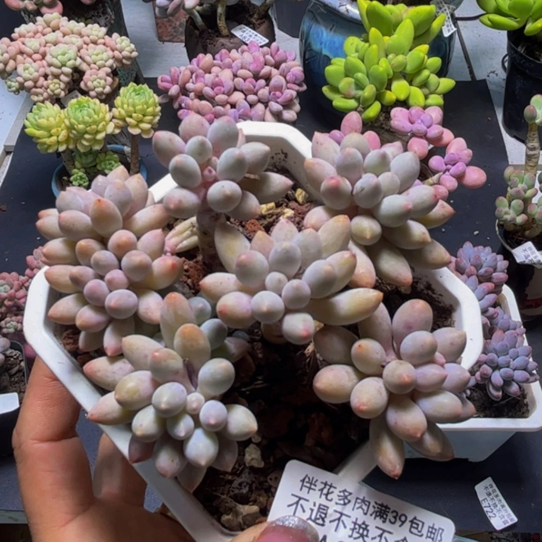 杨***梅婴儿手指877/8cm多肉